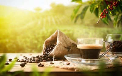 Che cosa significa caffè biologico?